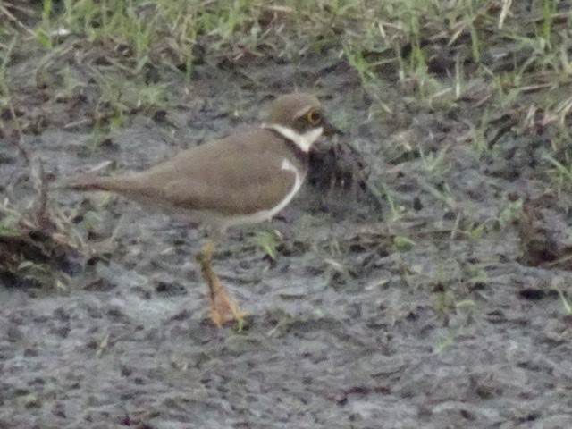 kulík říční - ML206917101