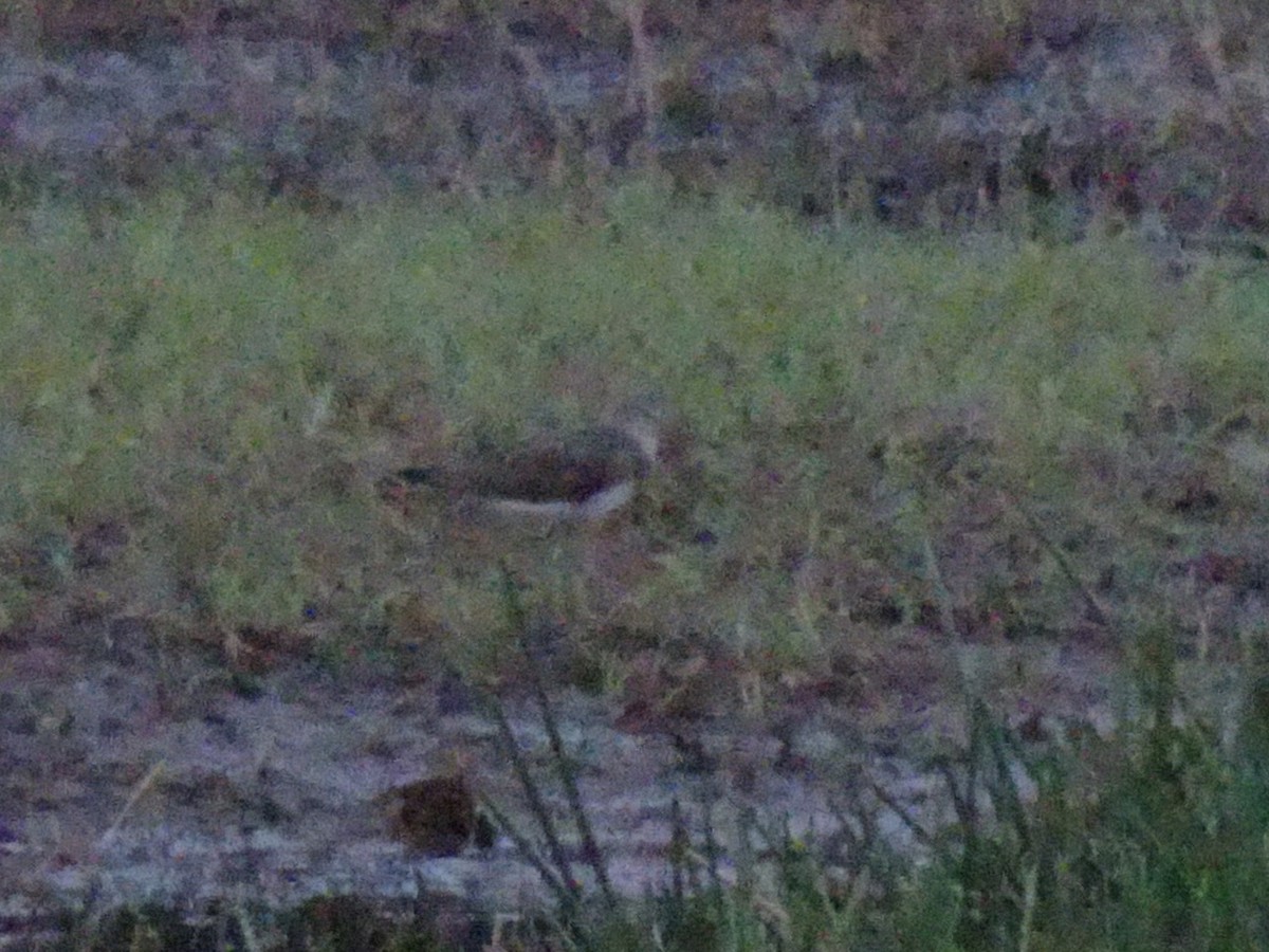 vodouš kropenatý - ML206917301