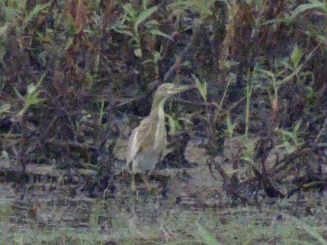 volavka vlasatá - ML206917411