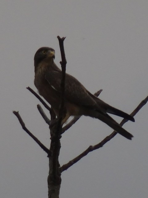 jestřábec sarančí - ML206917481