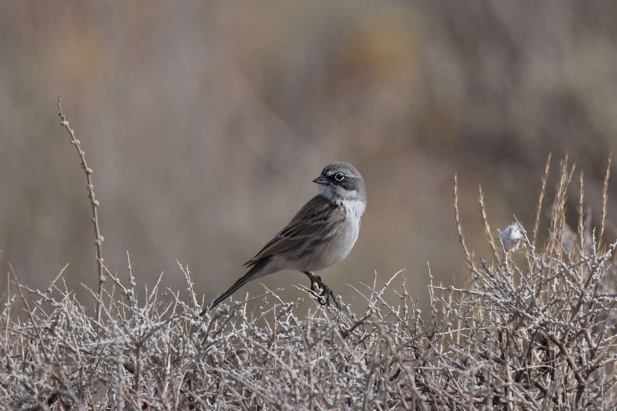 Sagebrush Sparrow - ML206917501