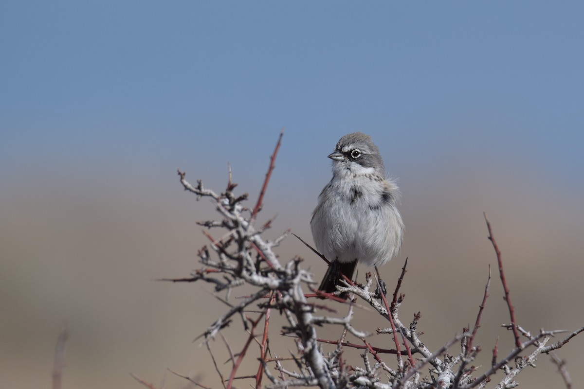Sagebrush Sparrow - ML206917521