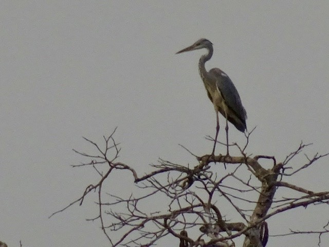 volavka popelavá - ML206917791