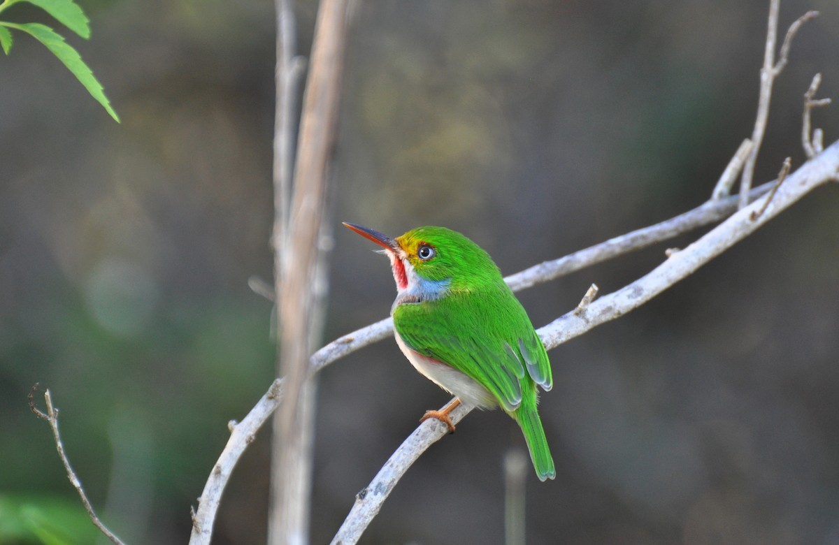 Cuban Tody - ML20691951