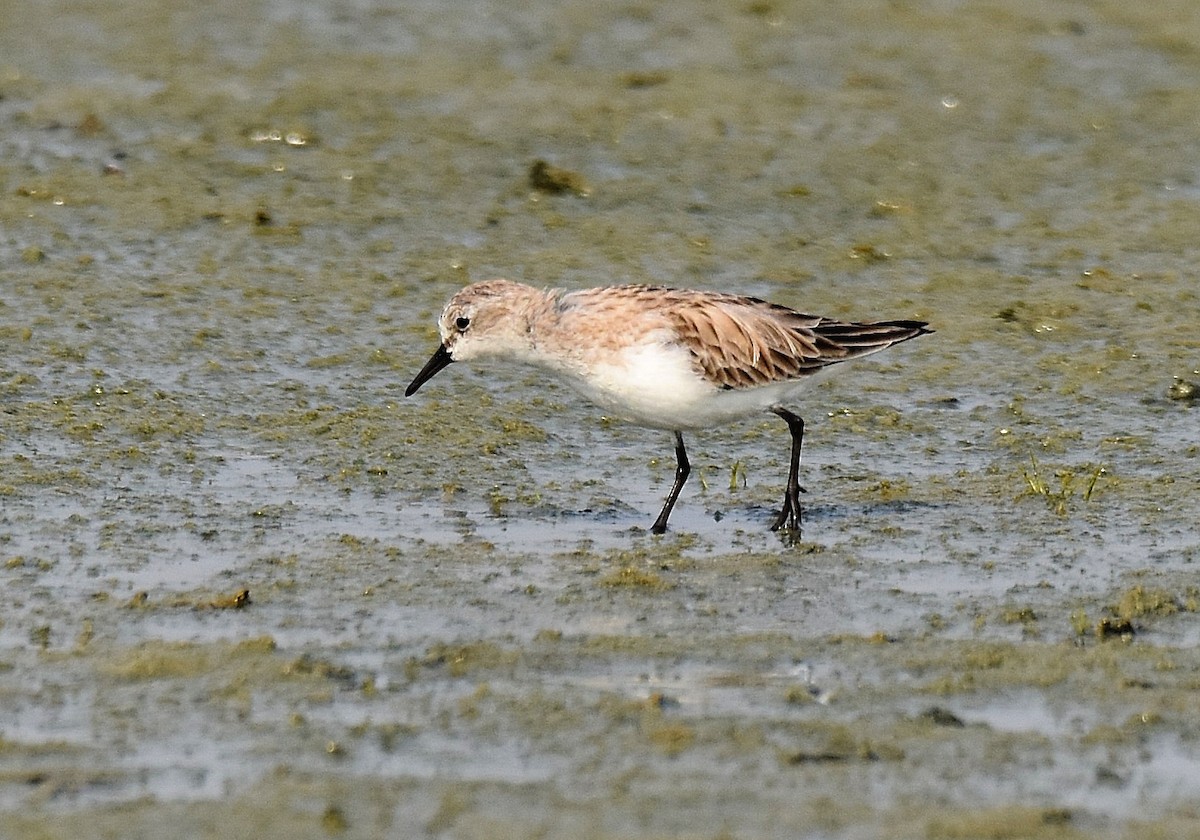 Rotkehl-Strandläufer - ML206919891