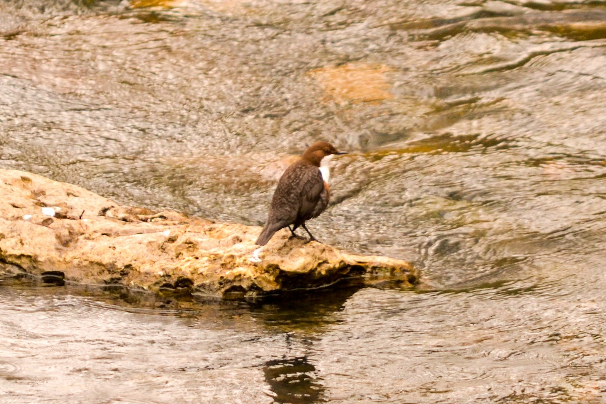 White-throated Dipper - ML206920901