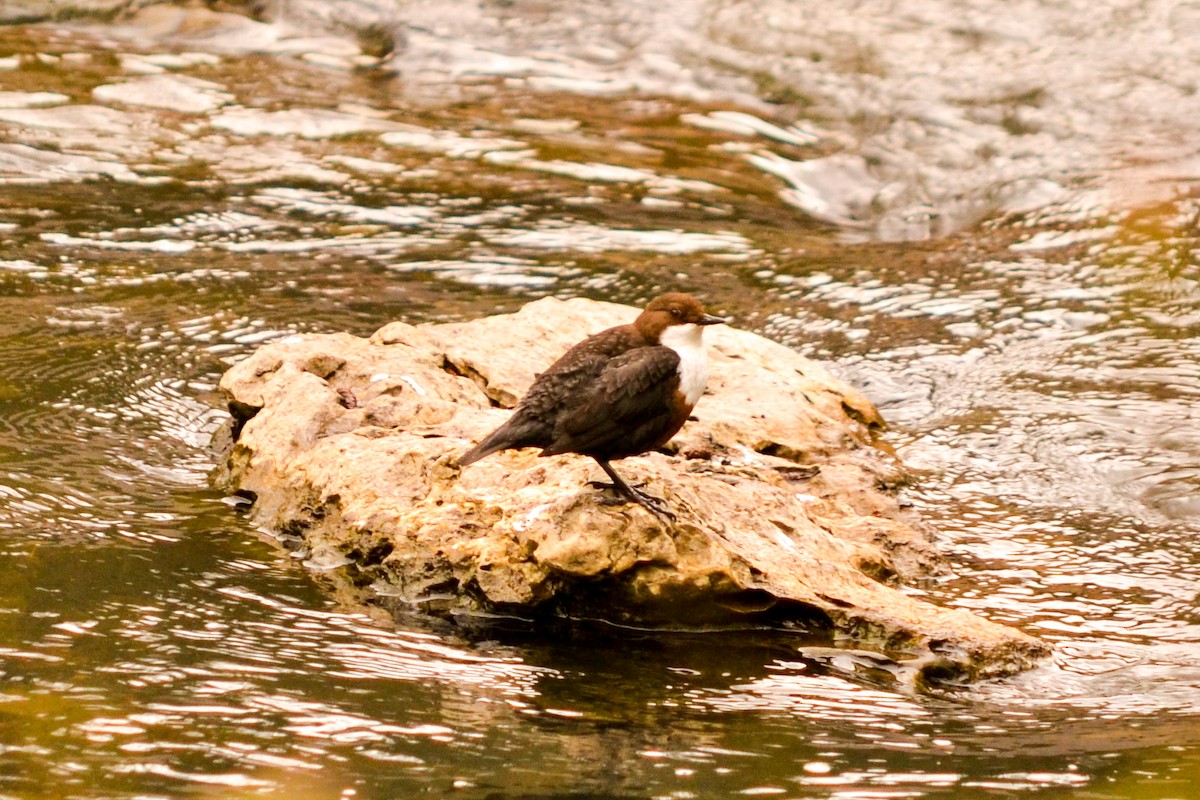 White-throated Dipper - Alison Bentley