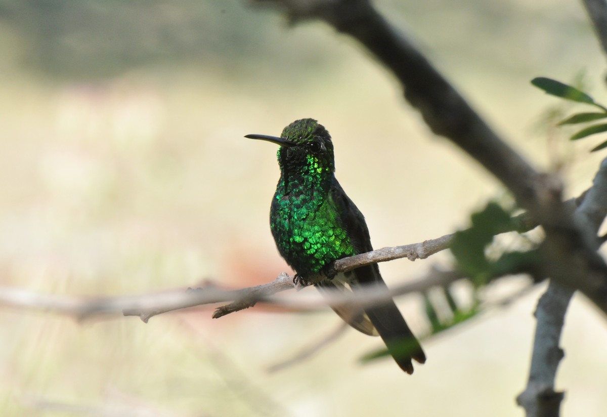 Cuban Emerald - ML20692121