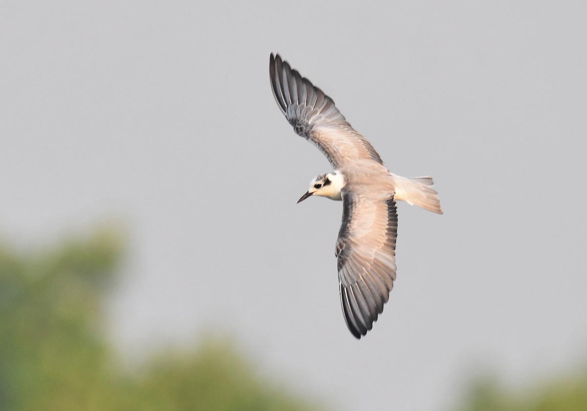 Whiskered Tern - ML206921771