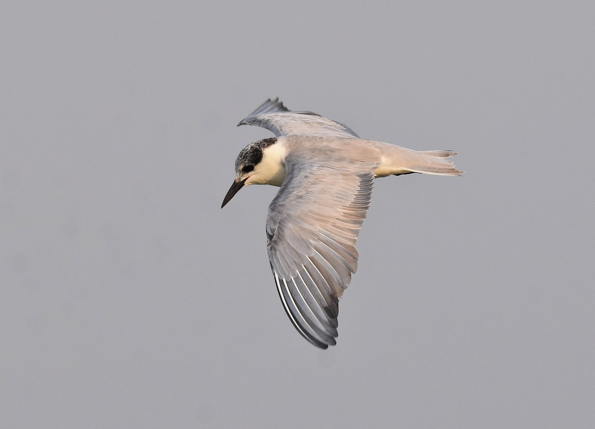 Whiskered Tern - ML206921891