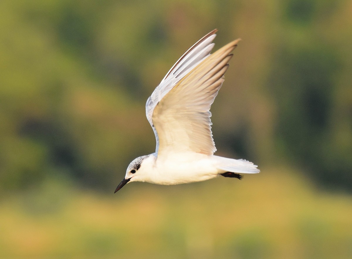 Whiskered Tern - ML206921901