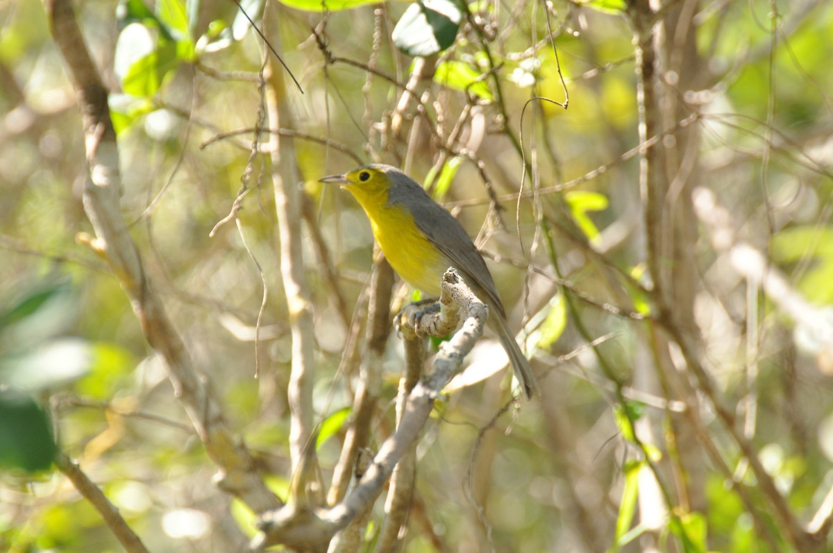 Oriente Warbler - ML20692241