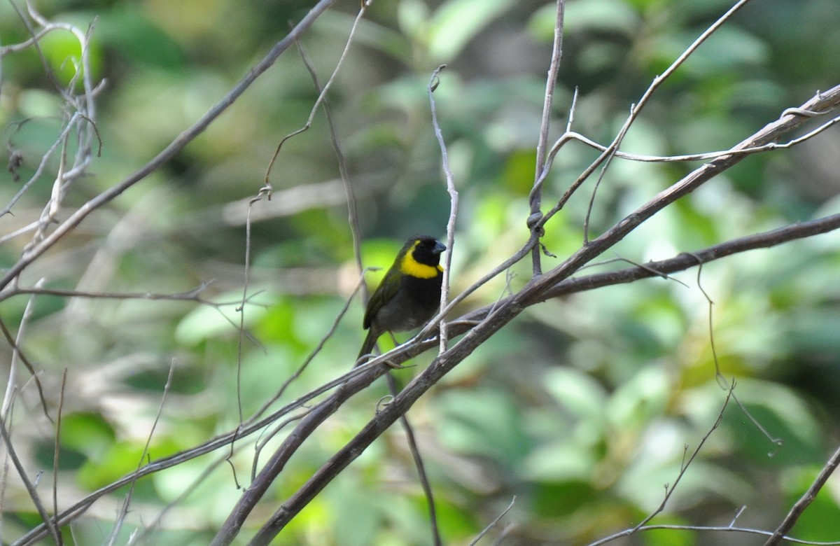 Cuban Grassquit - ML20692331