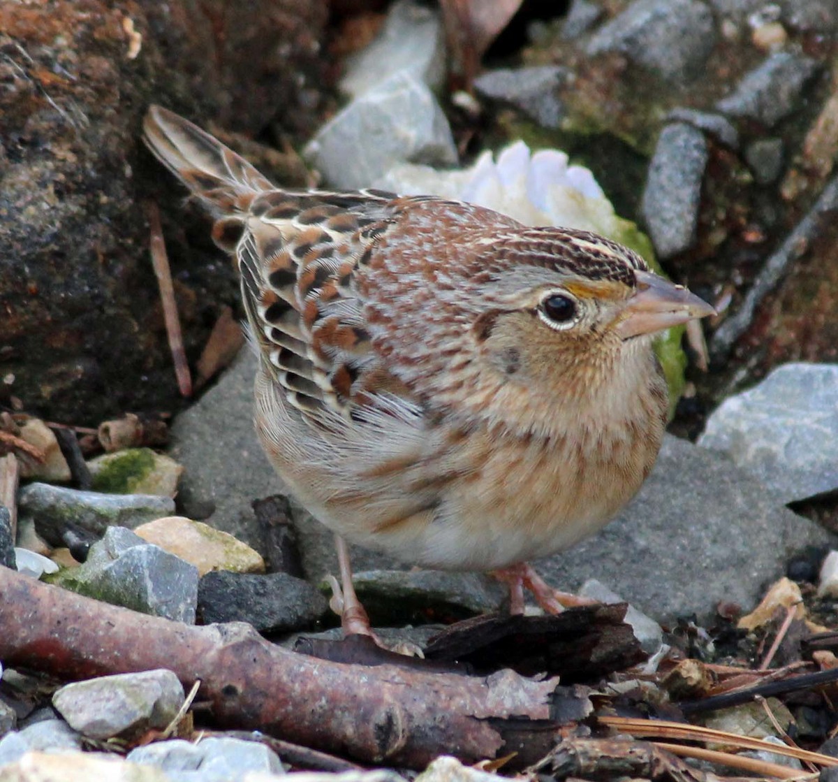 Grasshopper Sparrow - ML206923311