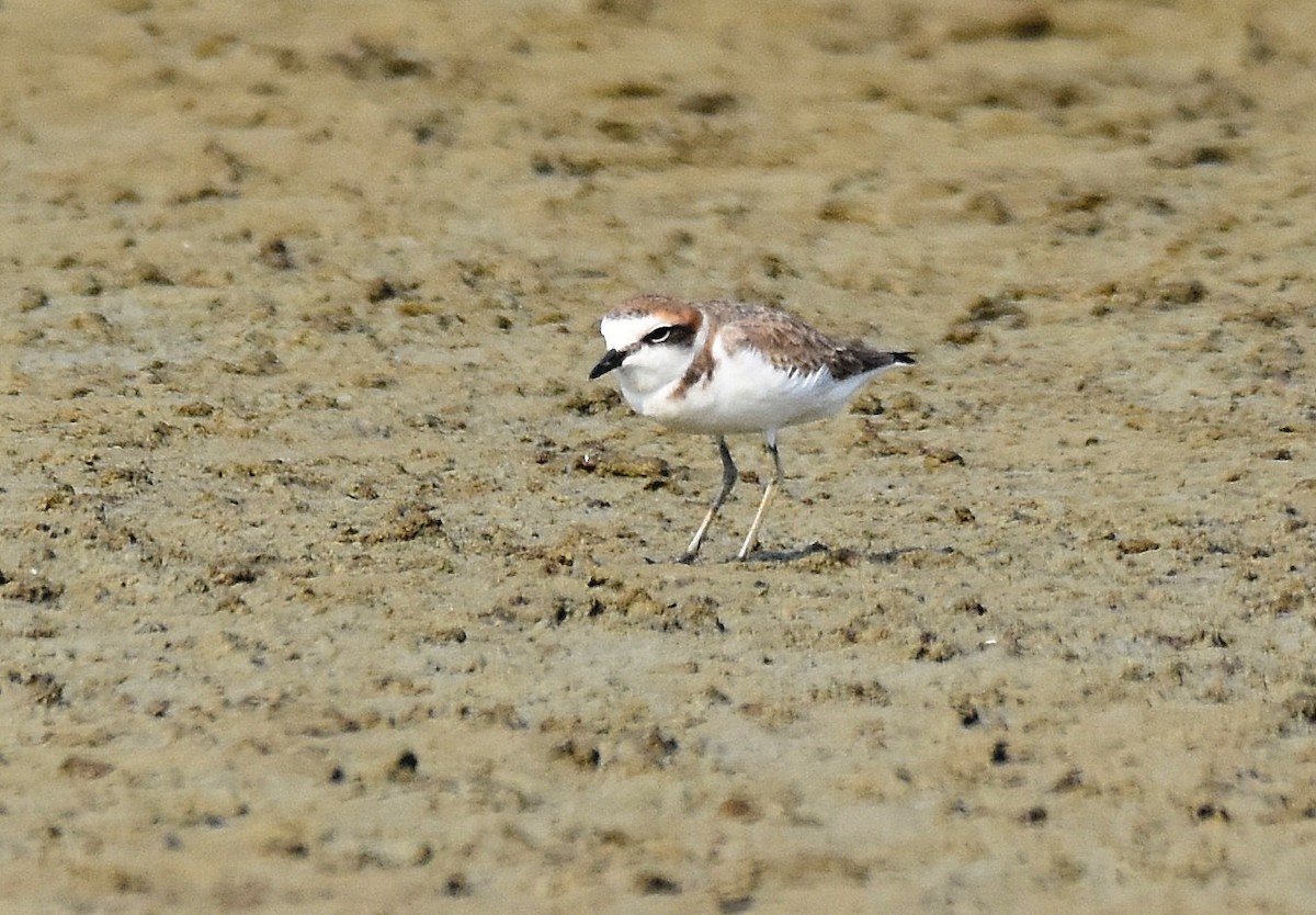 White-faced Plover - Lukasz Pulawski