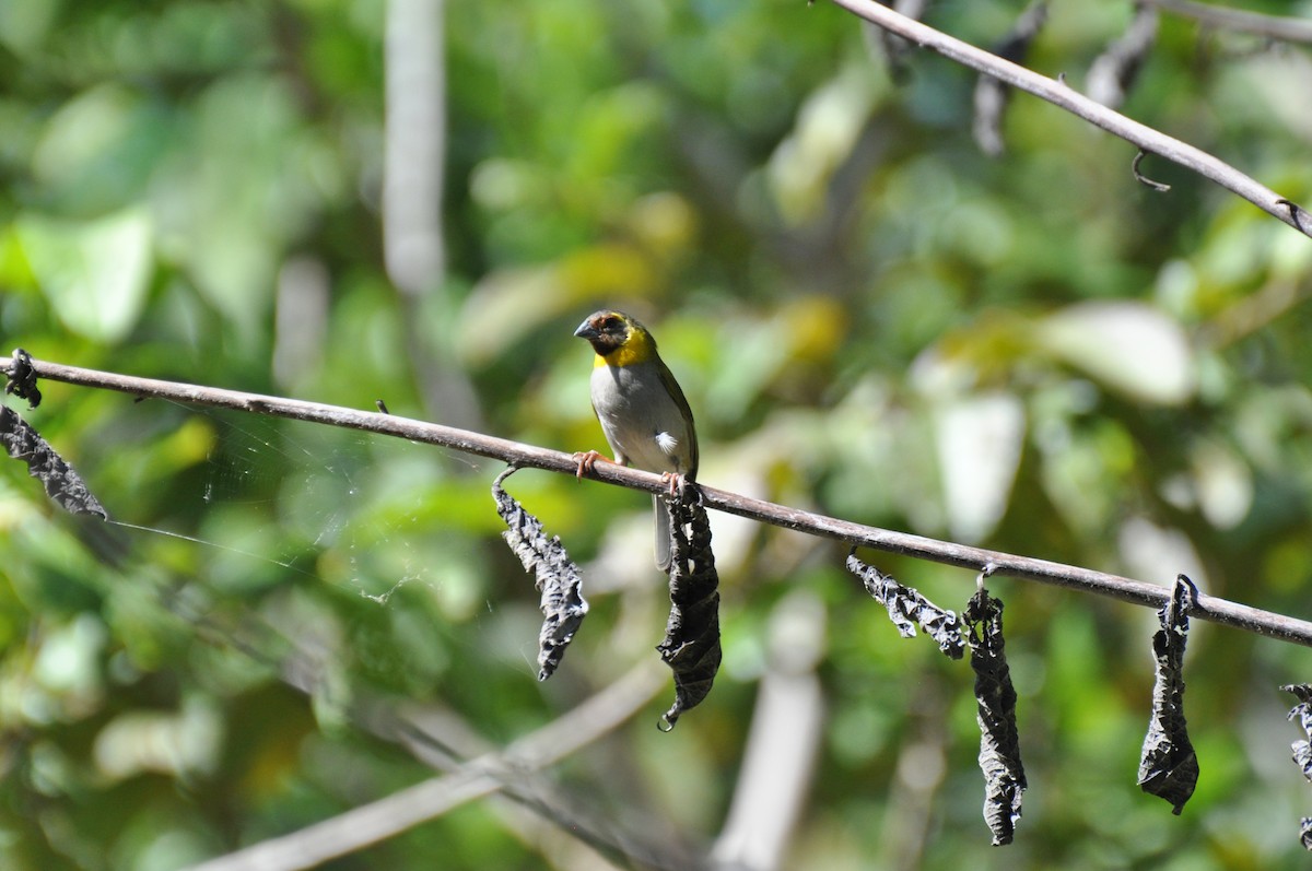 Cuban Grassquit - ML20692361