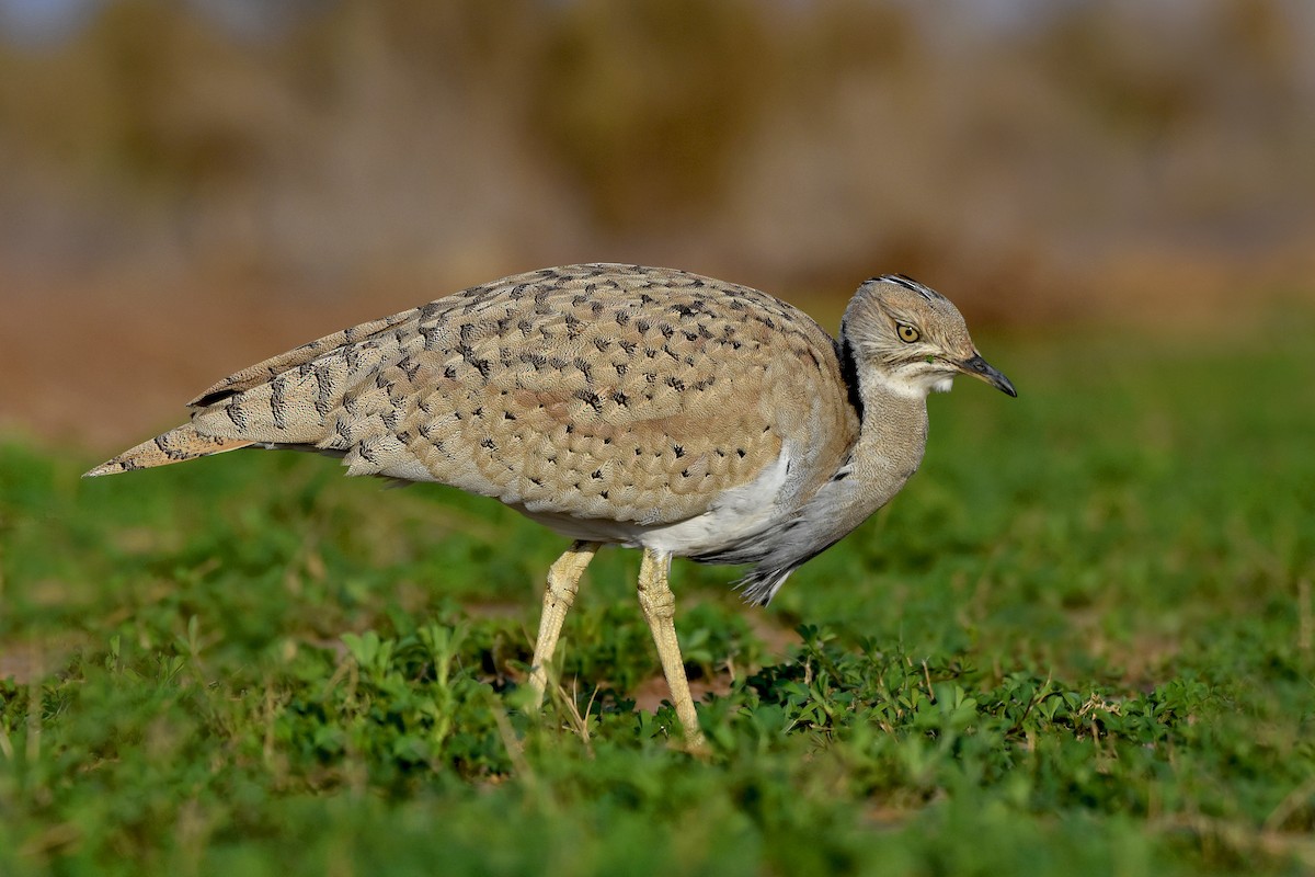 Asian Houbara - ML206924671