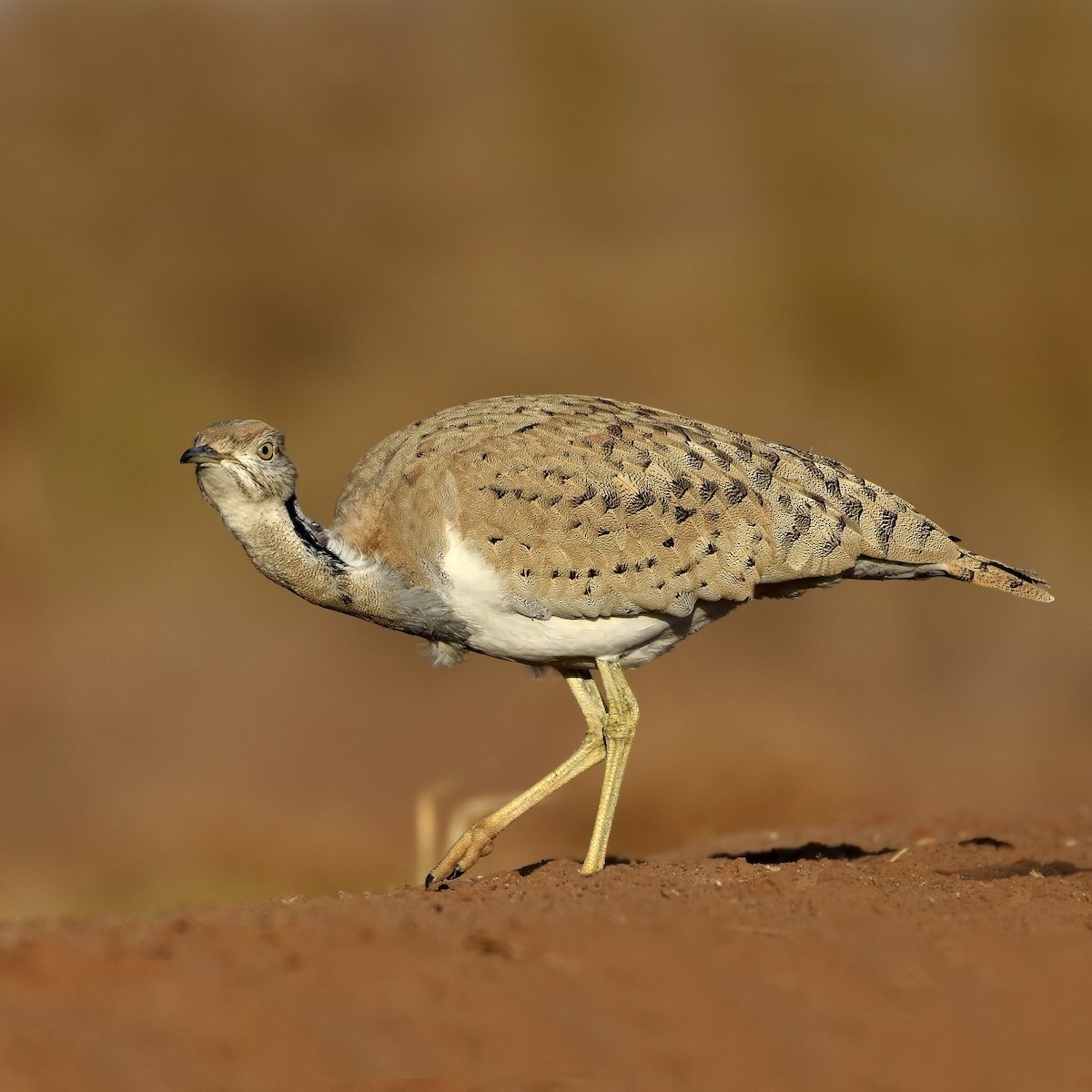 Asian Houbara - ML206924701