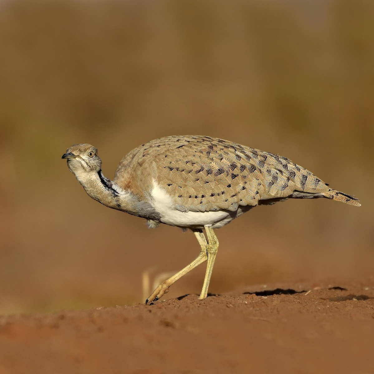 Macqueen's Bustard - ML206924701