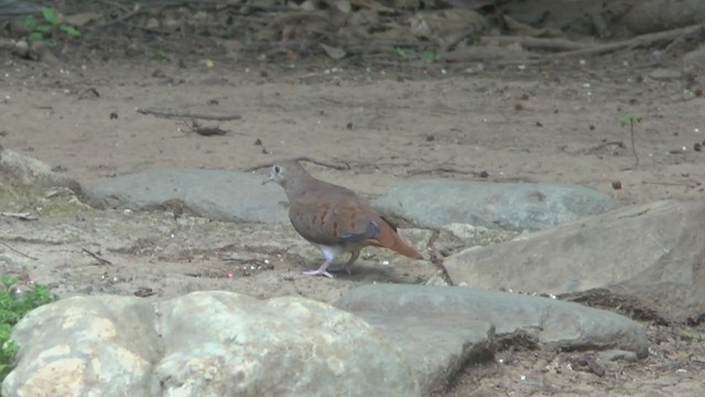 Blue Ground Dove - ML206927541