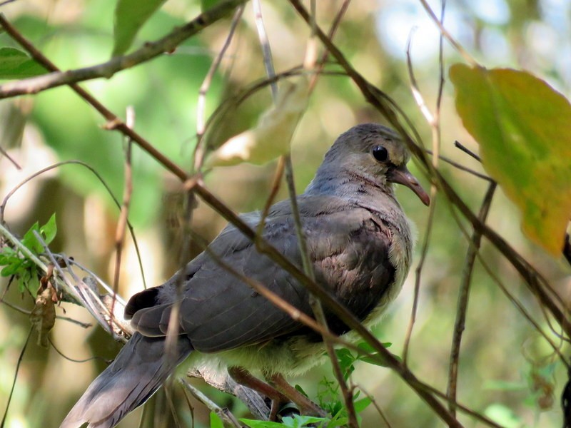 White-tipped Dove - ML206927701