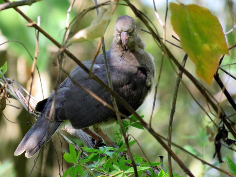 White-tipped Dove - ML206927711