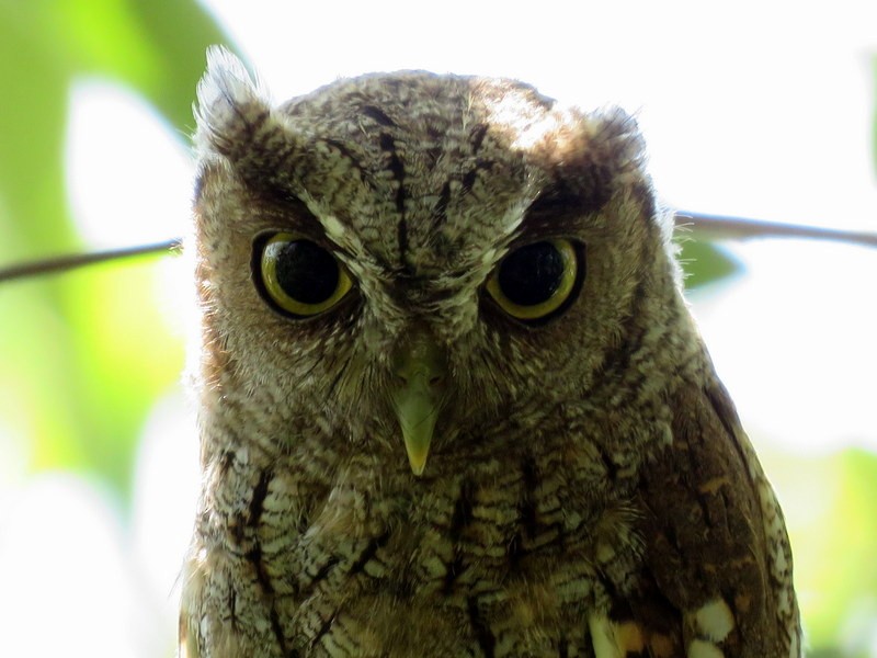 Tropical Screech-Owl - ML206928681