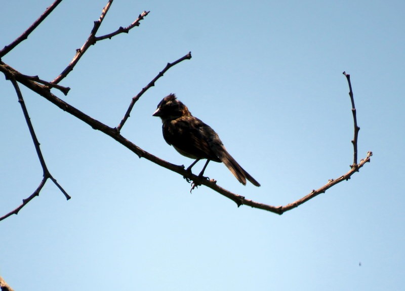 Rufous-collared Sparrow - ML206929481
