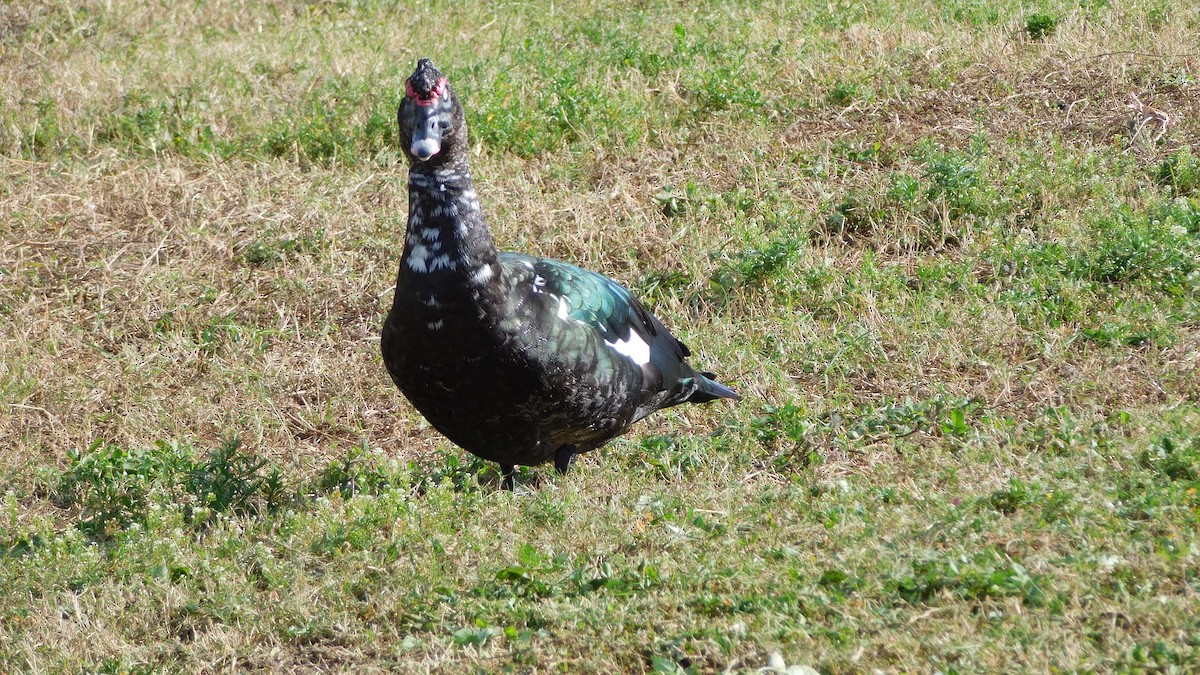 Muscovy Duck (Domestic type) - ML206929521