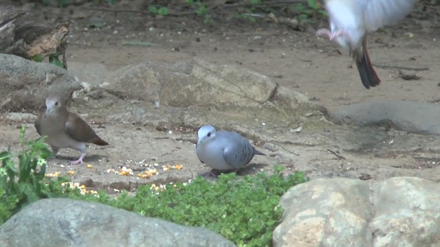 Blue Ground Dove - ML206929611