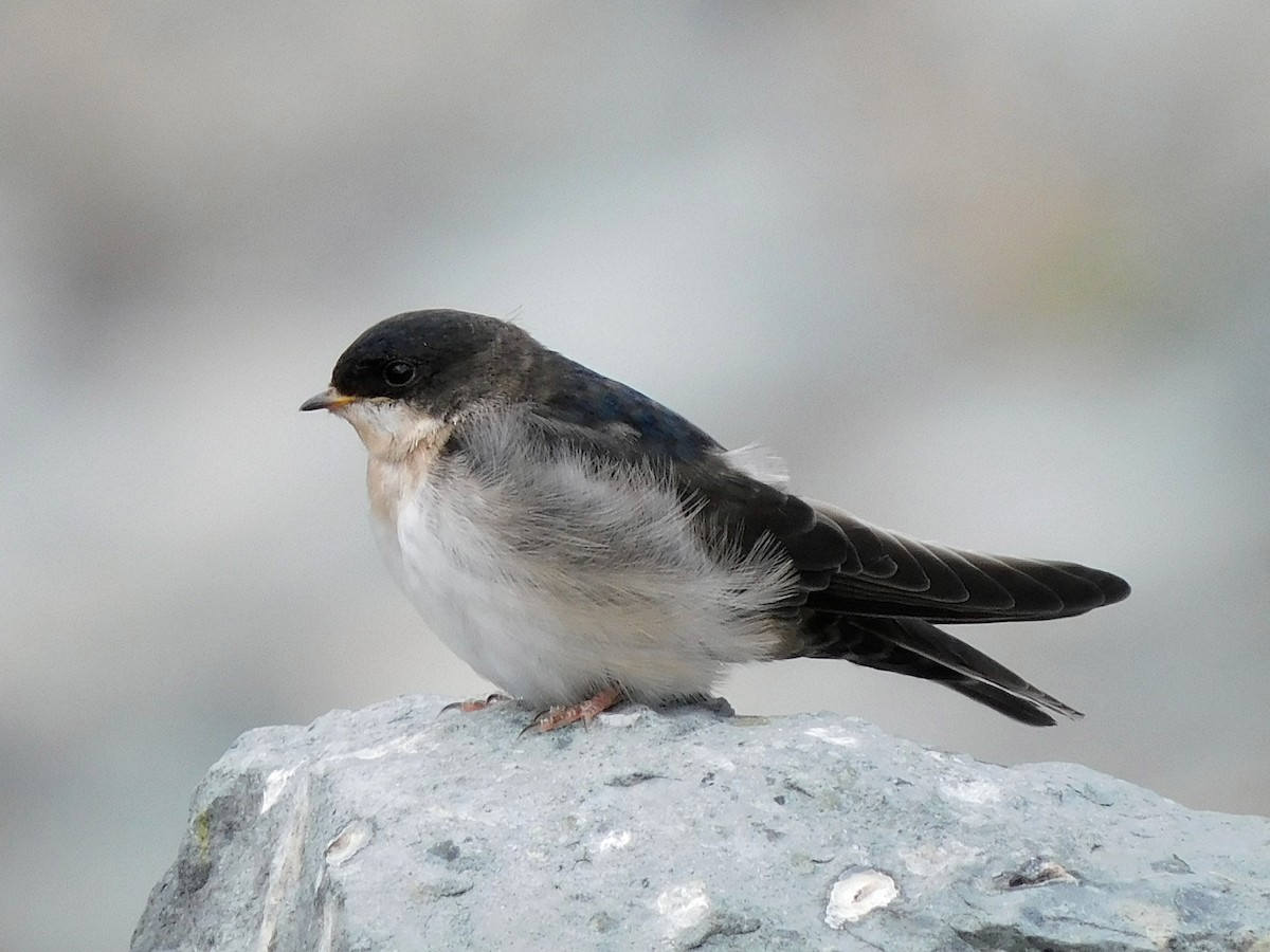 Chilean Swallow - ML206929731