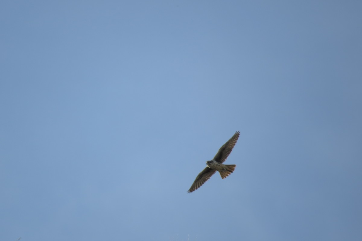 Prairie Falcon - ML20692981