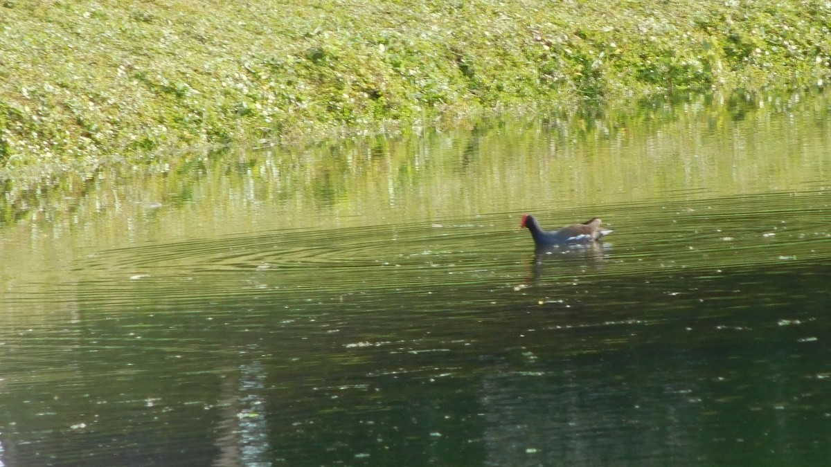 Common Gallinule - ML206929841