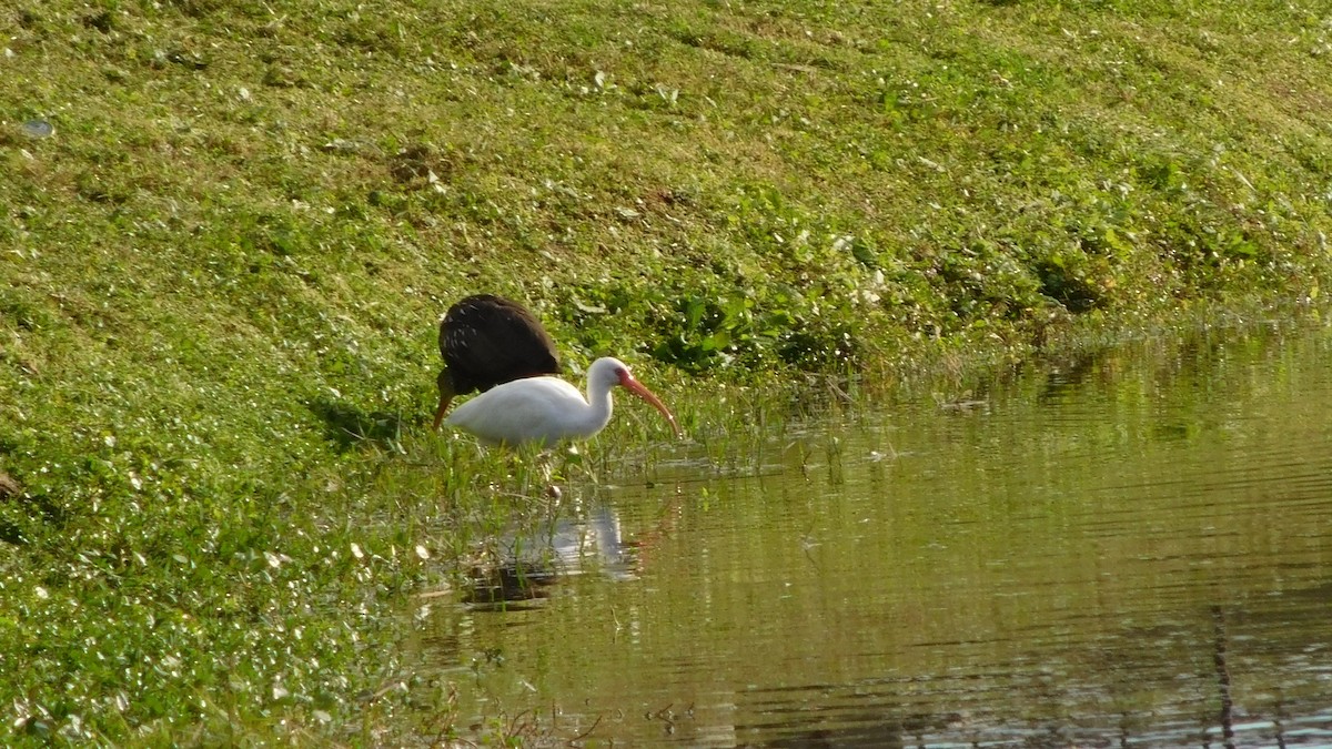 White Ibis - ML206929991