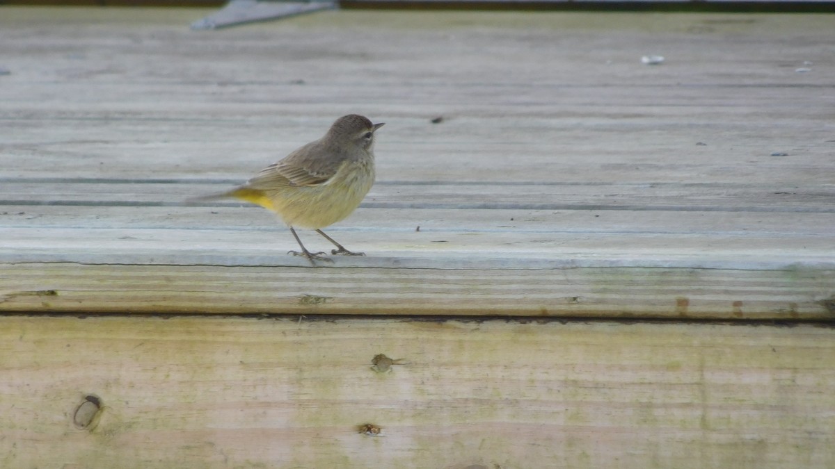 Palm Warbler - ML206930121
