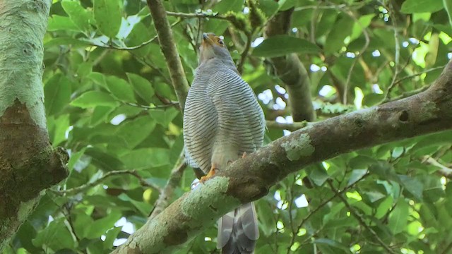 Barred Forest-Falcon - ML206930491