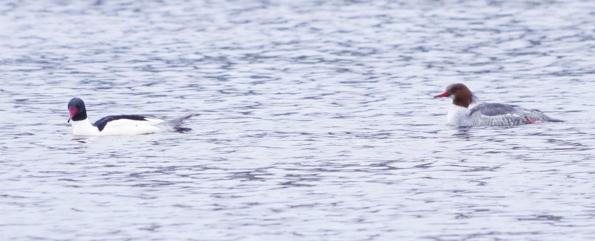 Common Merganser (North American) - ML206930951