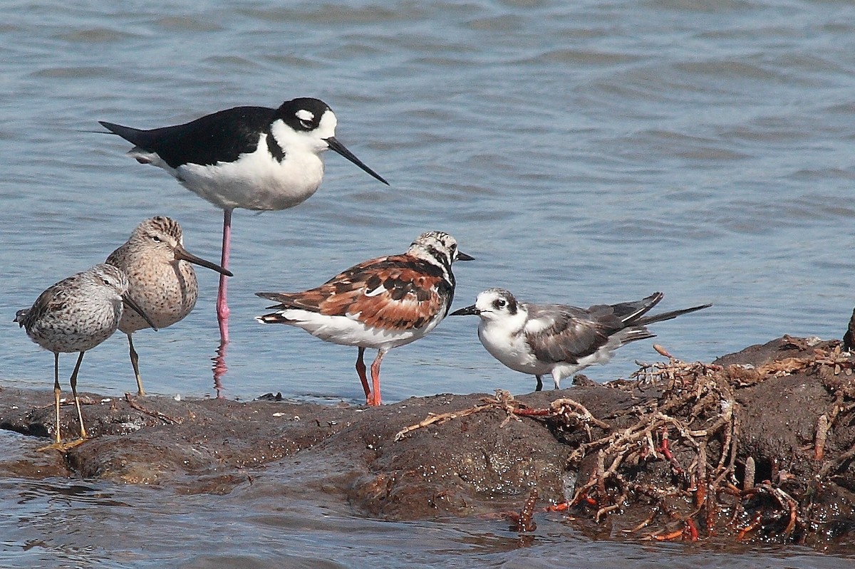 Black Tern - Manfred Bienert