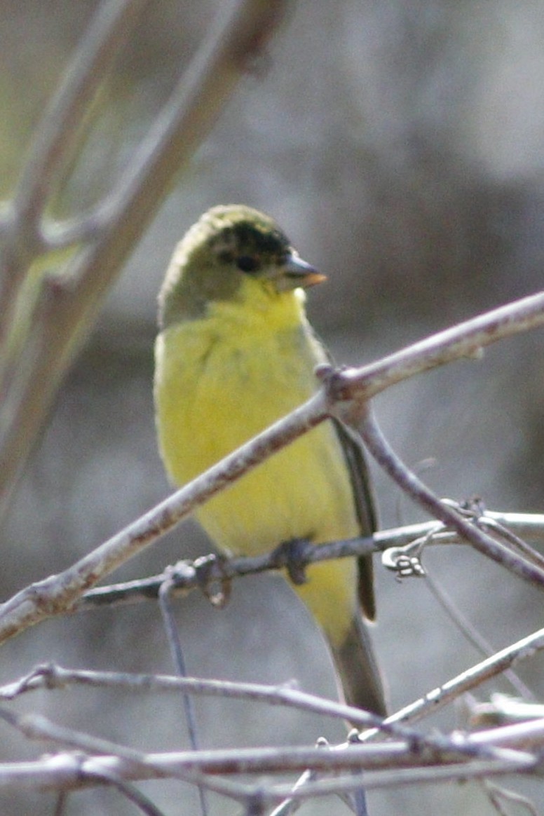 Lesser Goldfinch - ML206934681