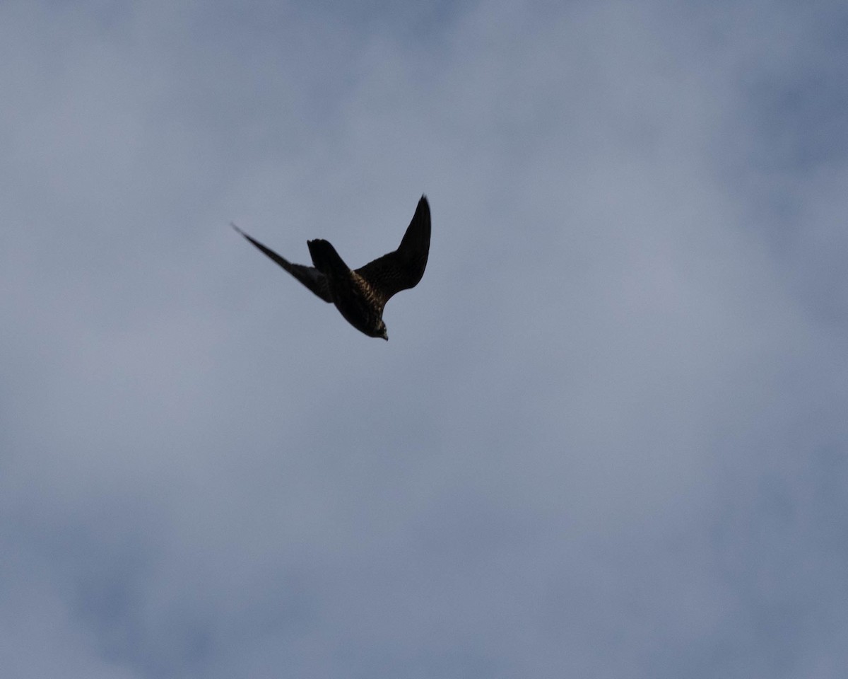 Peregrine Falcon - Scott Buchanan