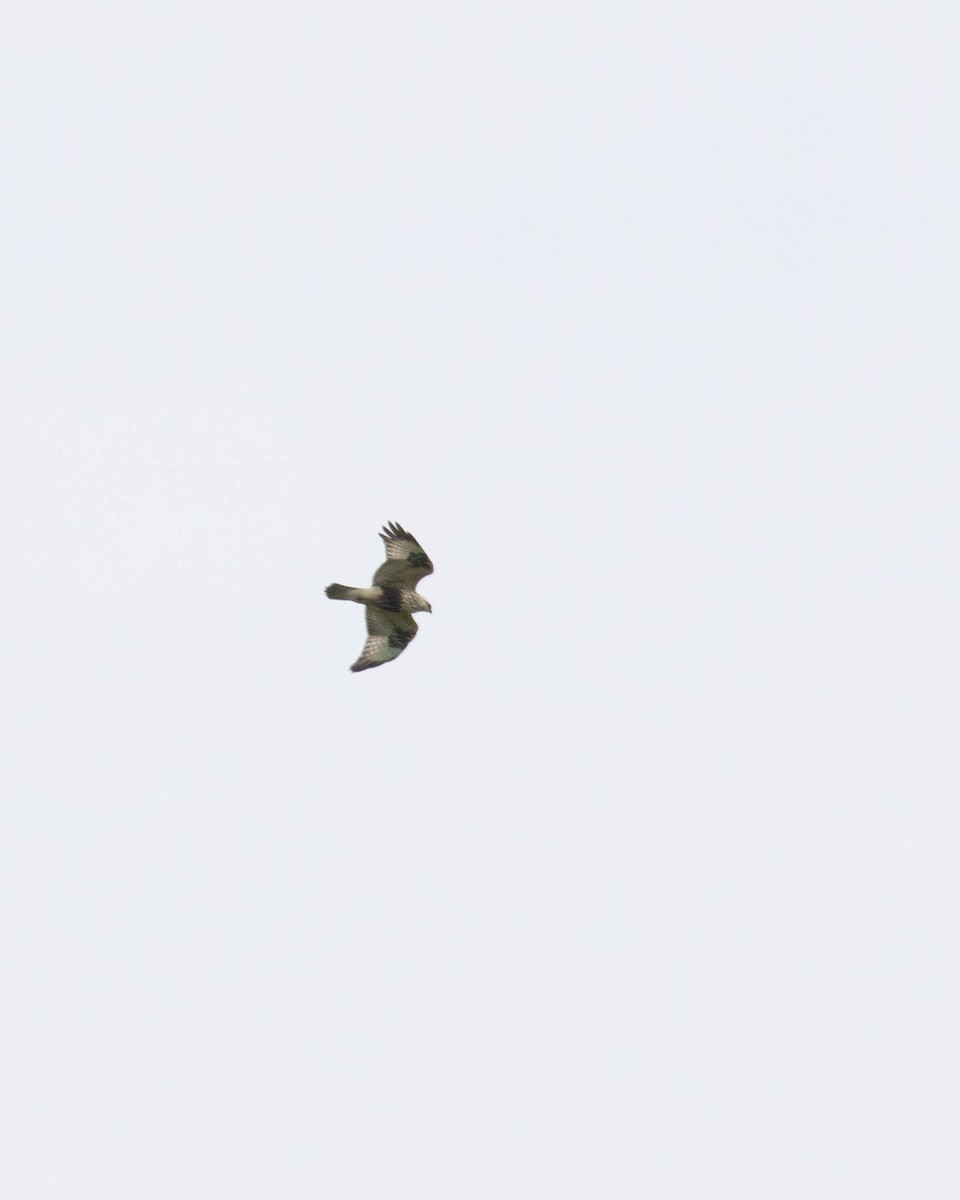 Rough-legged Hawk - ML206935211