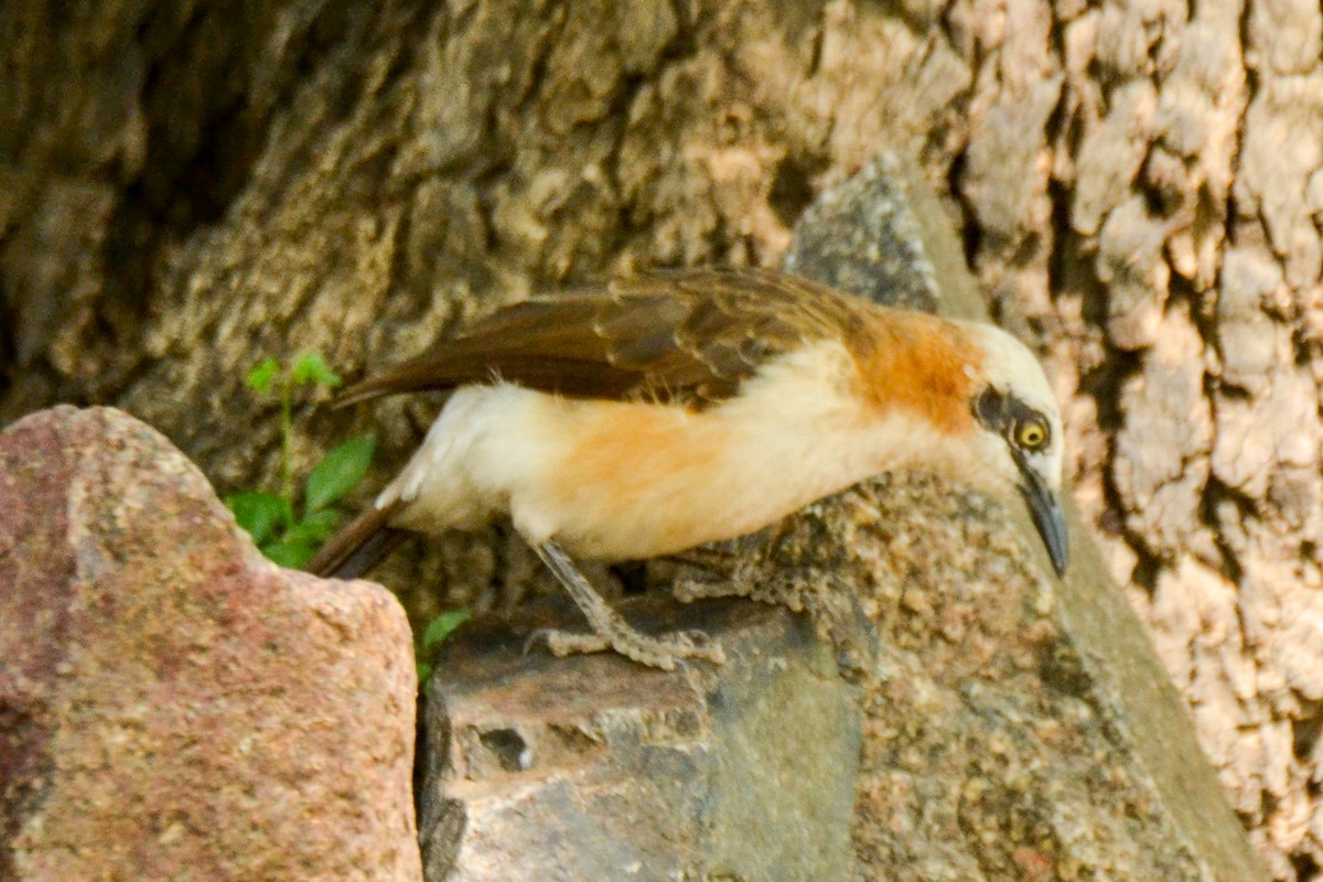 Bare-cheeked Babbler - ML206935931