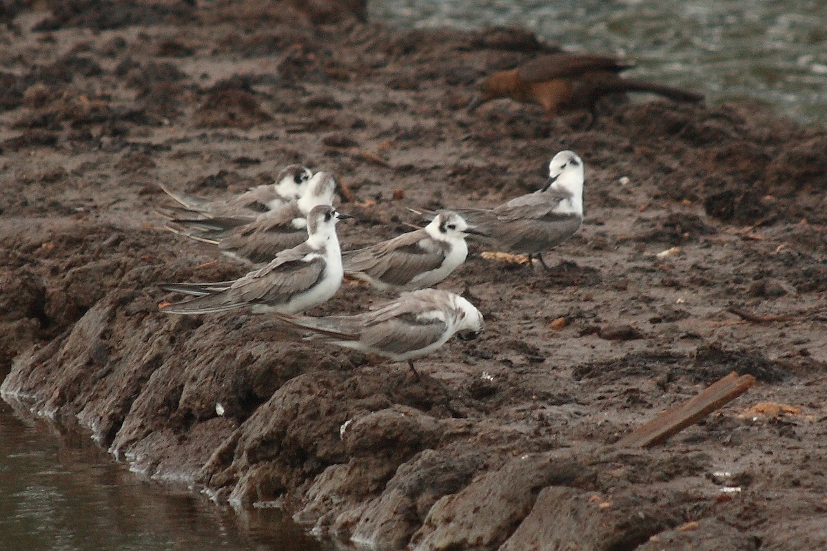 Black Tern - ML206936181