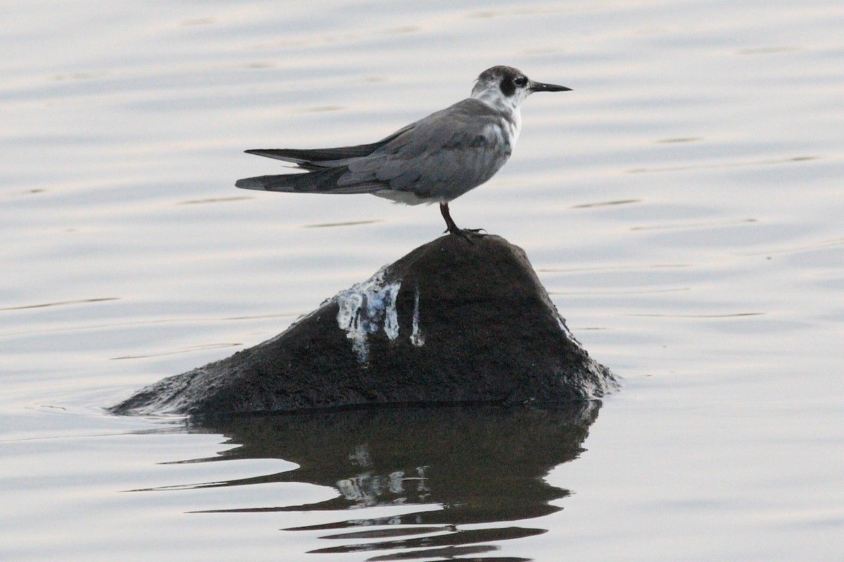 Black Tern - Manfred Bienert