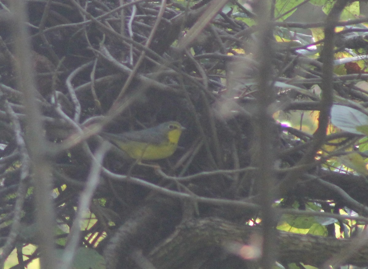 Canada Warbler - ML206940051