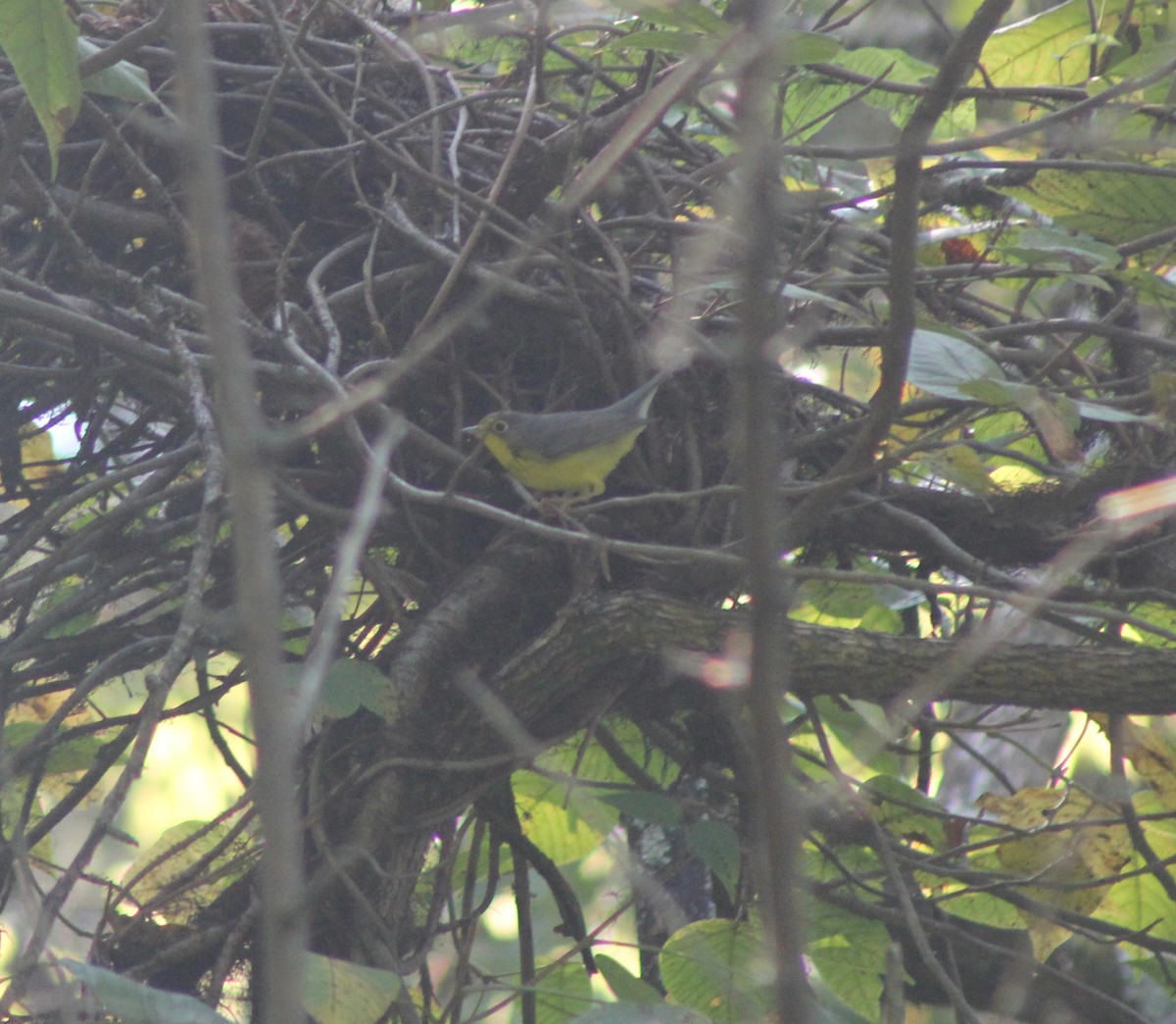 Canada Warbler - ML206940081