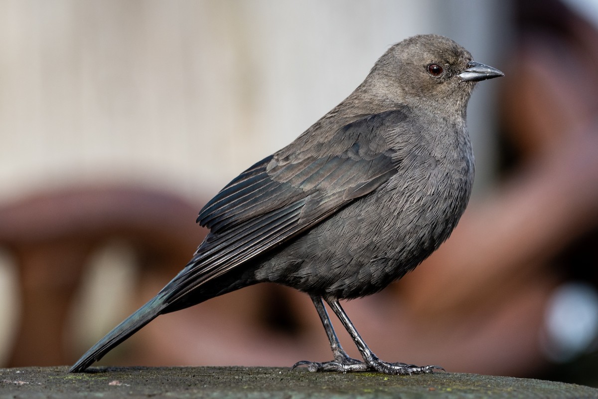 Brewer's Blackbird - Mason Maron
