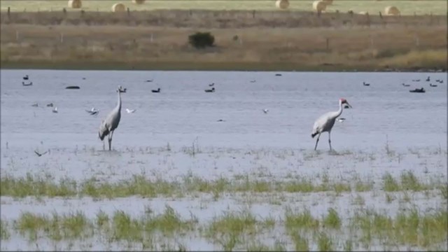 Grue brolga - ML206941471