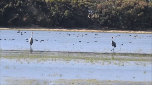 Grue brolga - ML206941651