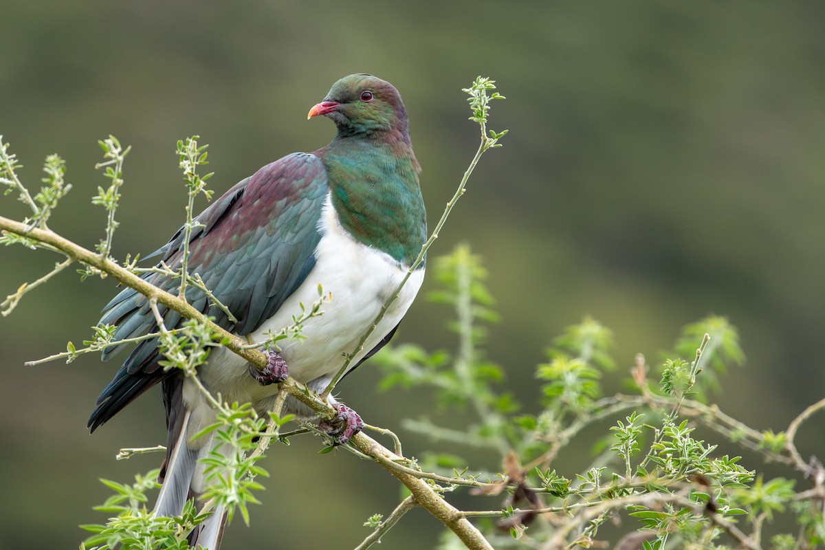 New Zealand Pigeon - Louis Bevier